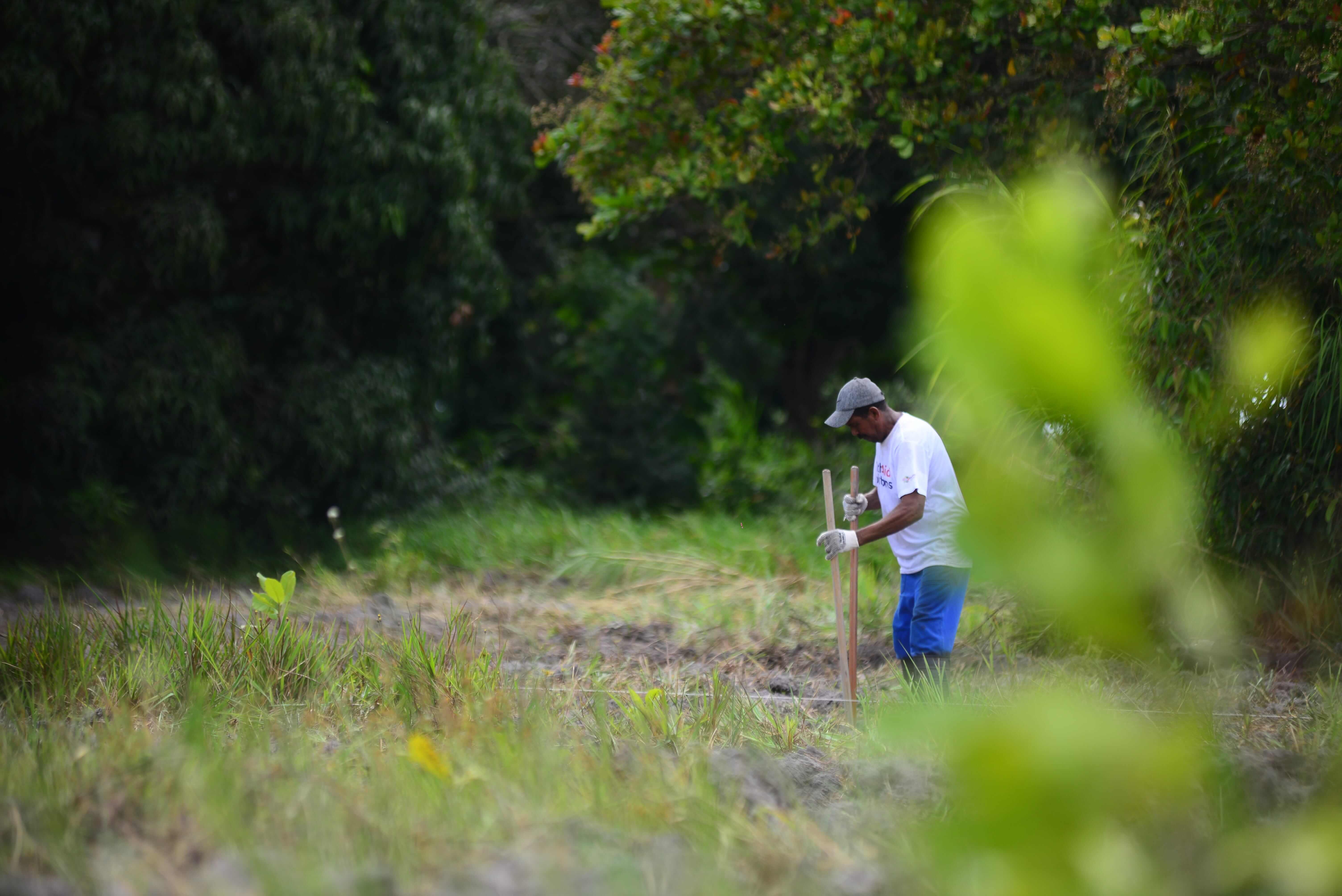 Local tree planter prepping the ground before the seeds are added with the direct sowing method.