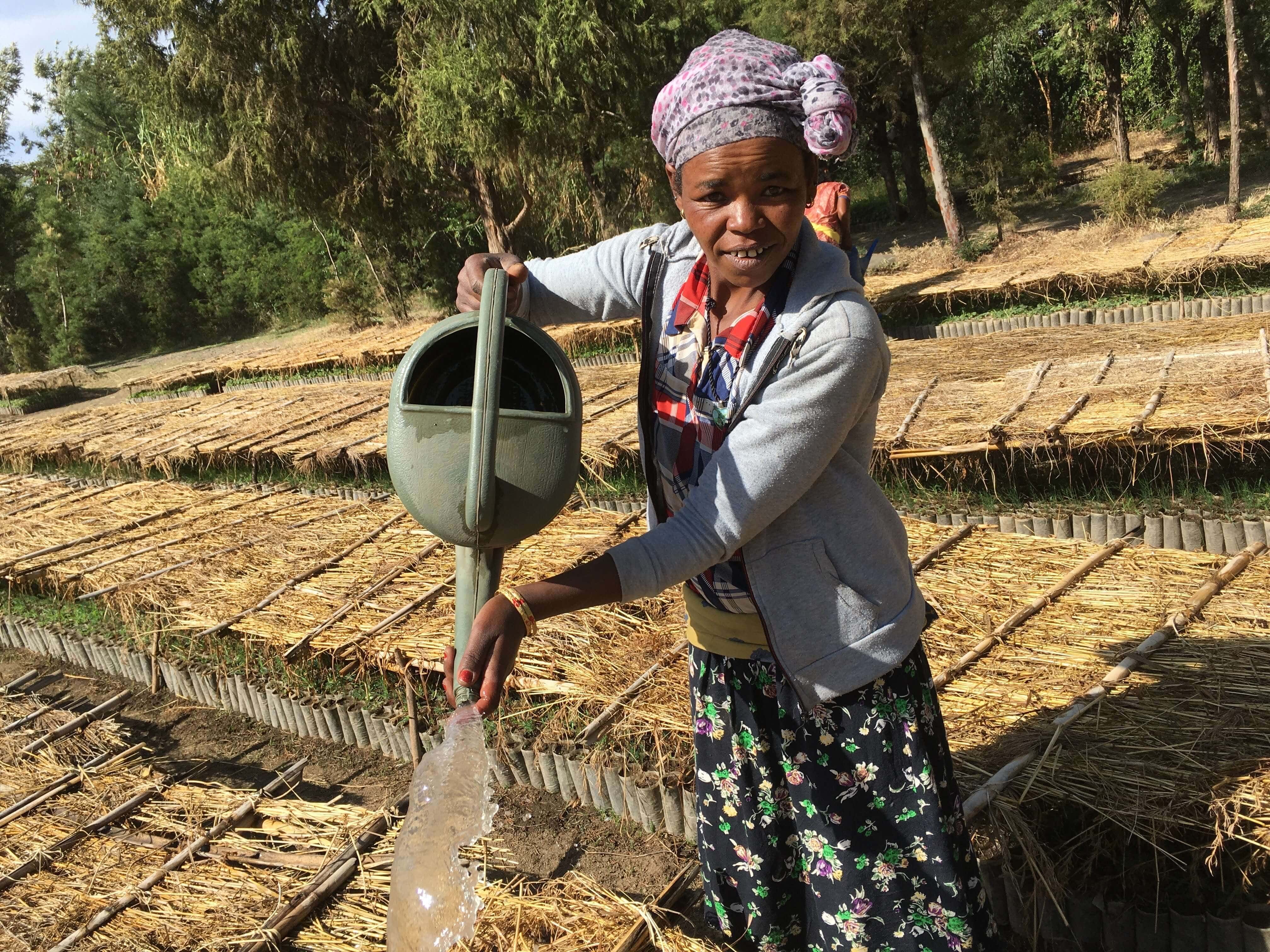 Our women-only planting team in Shebedino takes care of the nurseries and the sites.