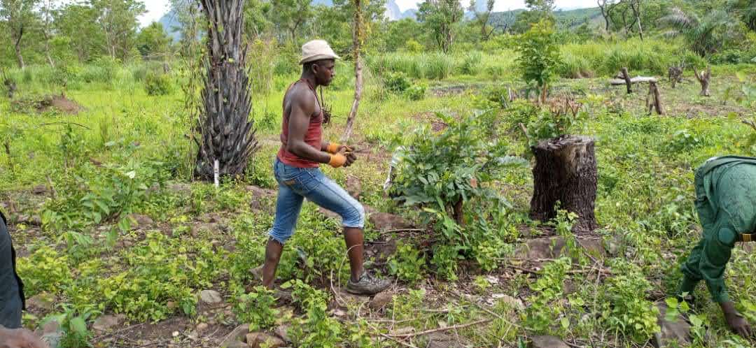 Clearing work near Kaback, Guinea to prepare new planting sites.