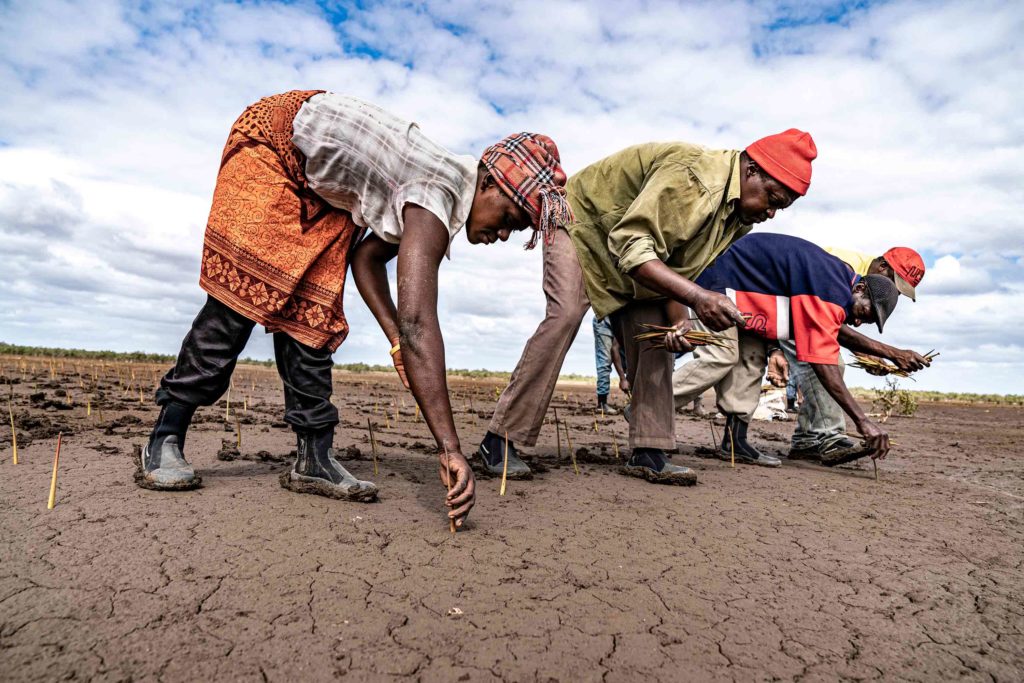 Mangrove propagules are planted directly in the ground during the rainy season to increase survival chances.