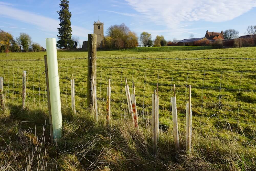 1-year growth of the hedgerow planted in the UK