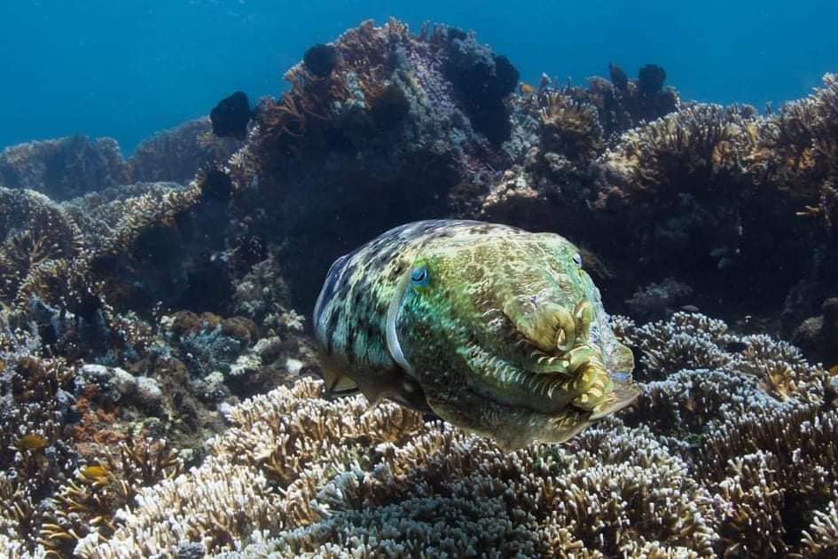 Photo: Broad-club cuttlefish at our mangrove site on Lombok