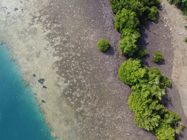 Treeapp’s reforestation site of Sorce on Lombok Island