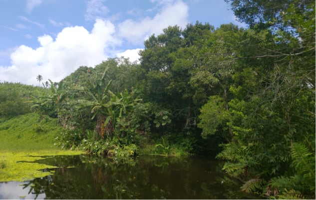 Treeapp’s reforestation site of Cepan in Pernambuco