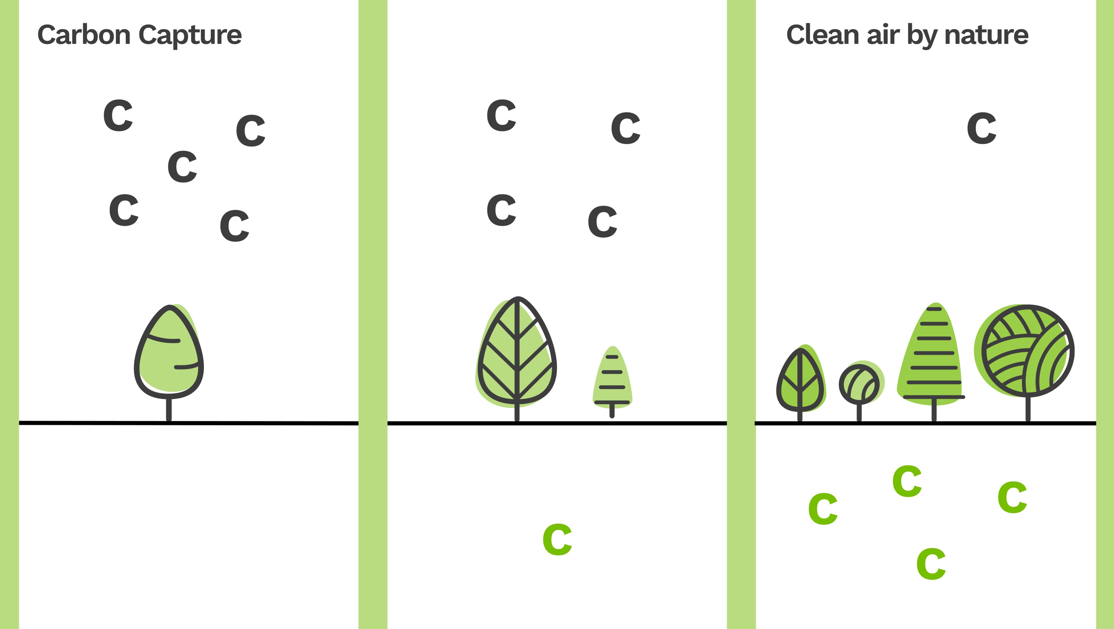 Treeapp infographic on the carbon cycle