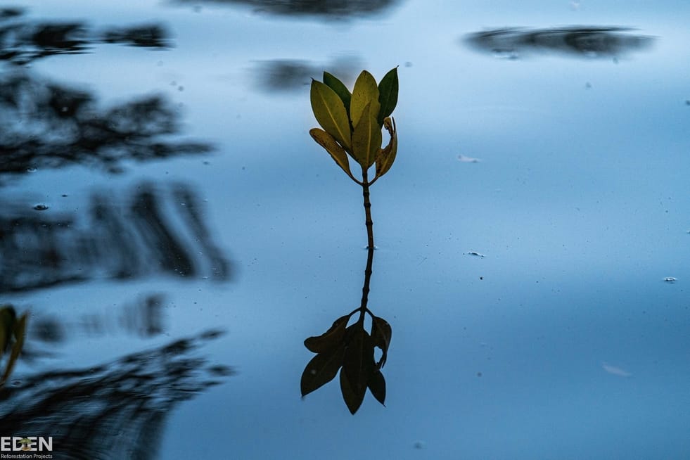 Treeapp’s mangrove in Madagascar (Source: Eden Reforestation Projects)