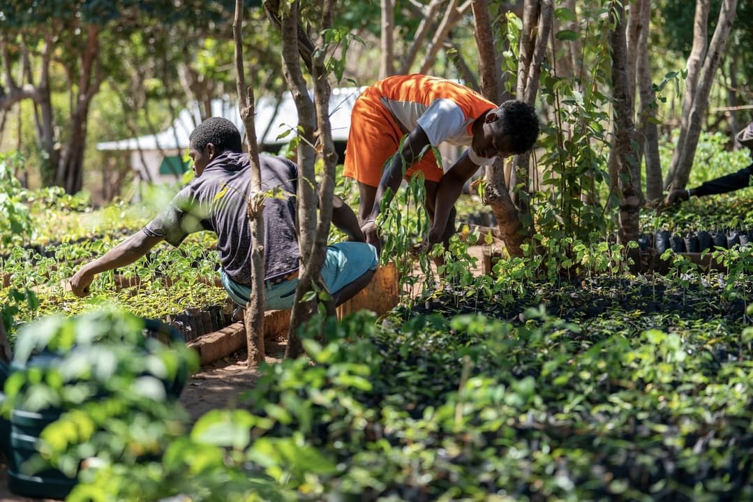 Photo: Tree Nursery (Source: Eden Reforestation Projects)