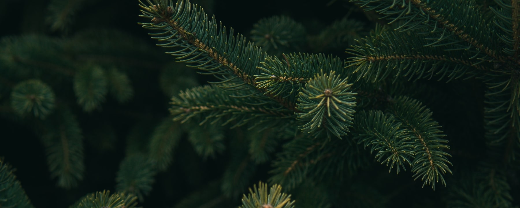 How to Buy a Sustainable Christmas Tree This Year