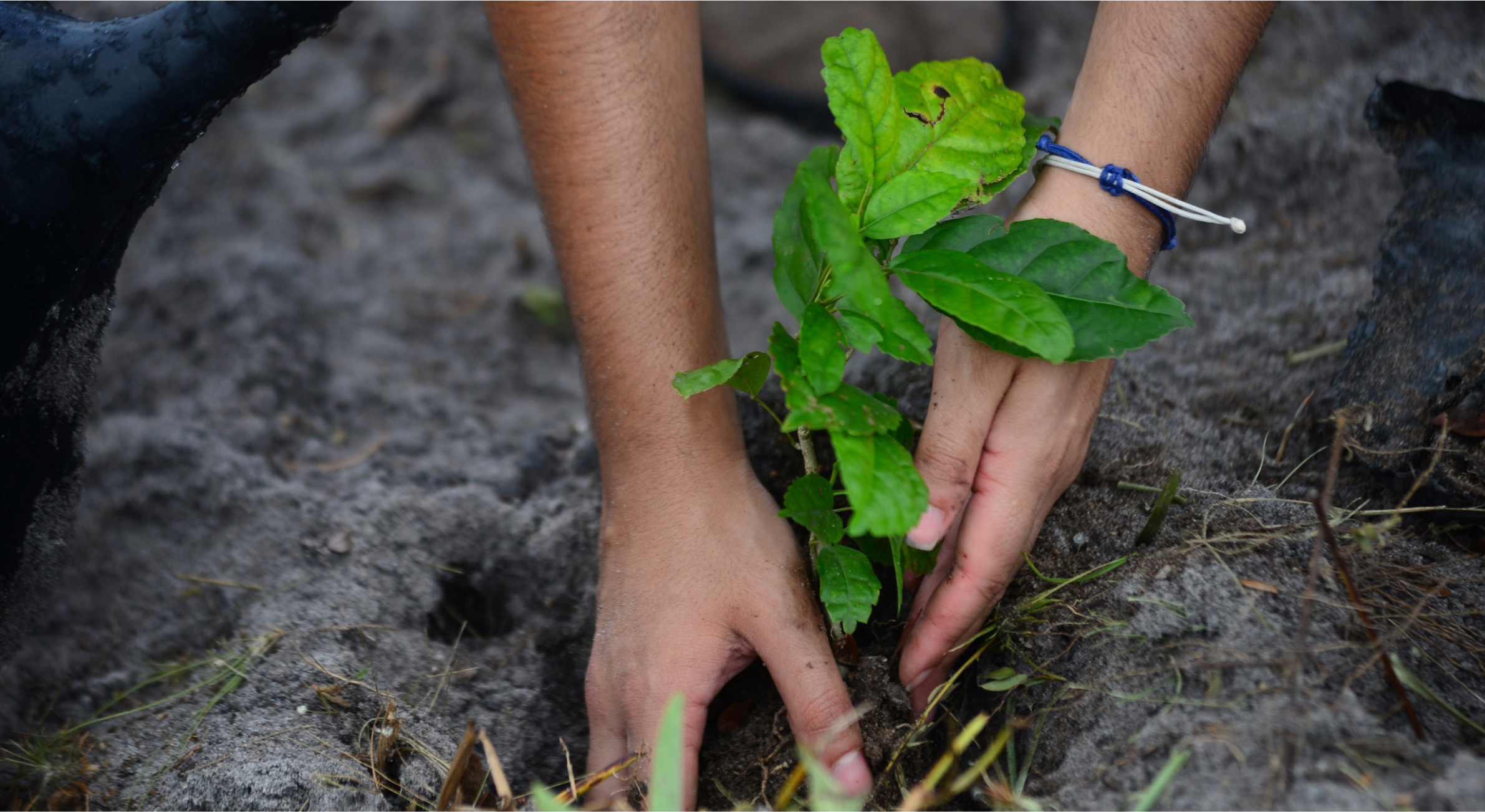 Treeapp_planting_trees