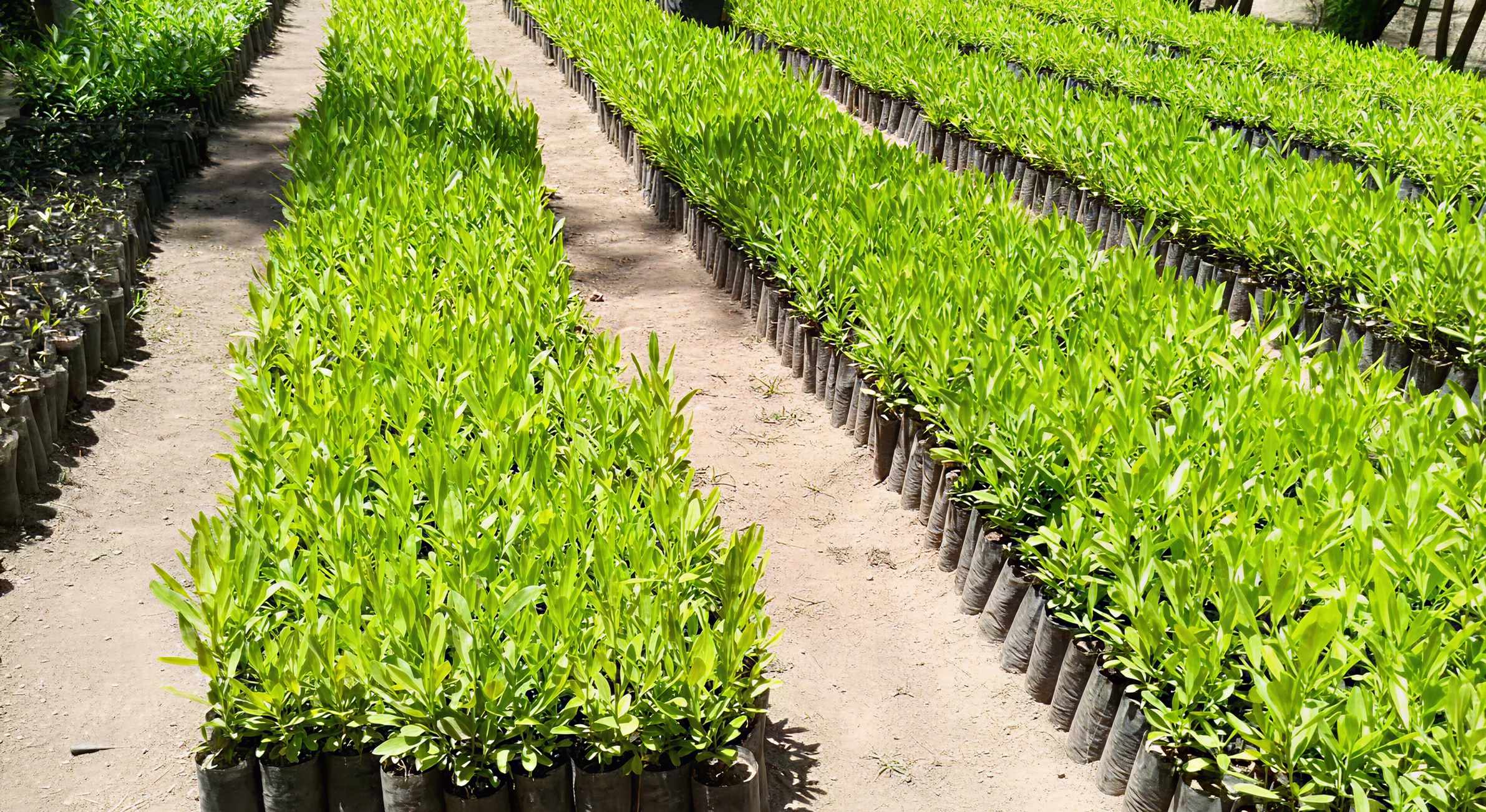 Treeapp-planting-trees