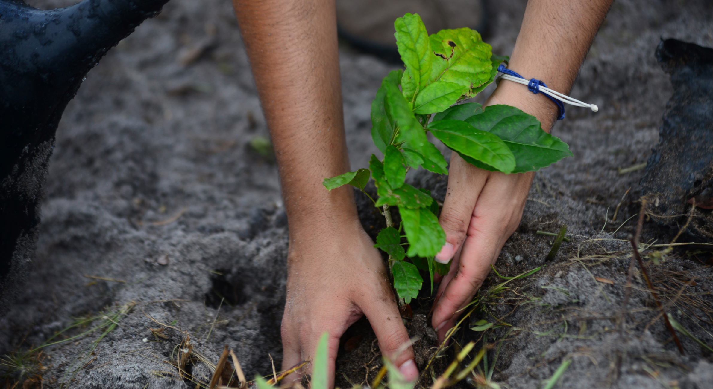 Treeapp-tree-planting-worldwide