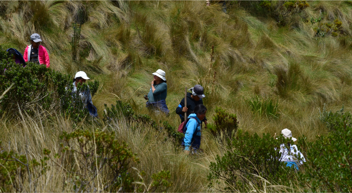 Reforestation-in-Ecuador