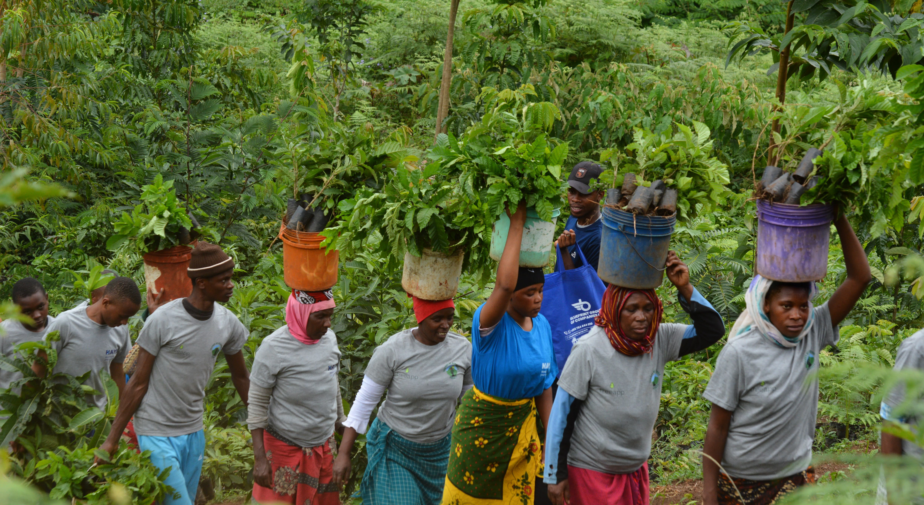 Treeapp_corporate_tree_planting_local_planting_team