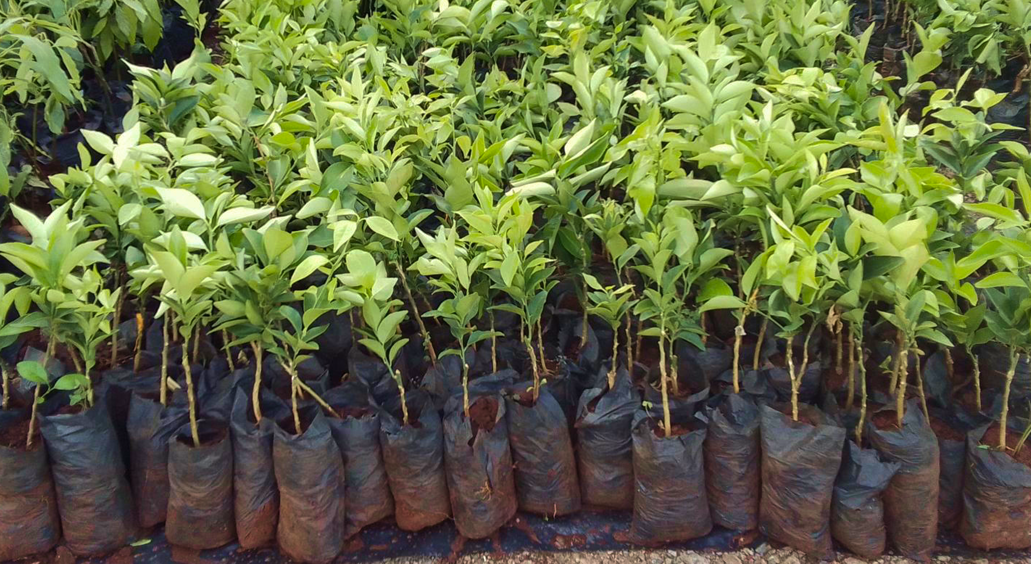 Treeapp_global_reforestation