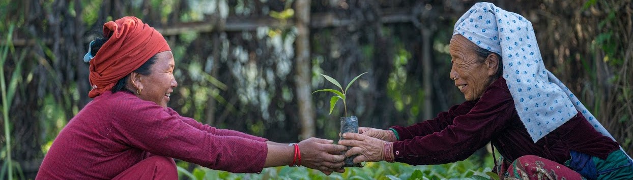 Treeapp Partners with Zapier for Seamless Tree Planting Integration in Your Software