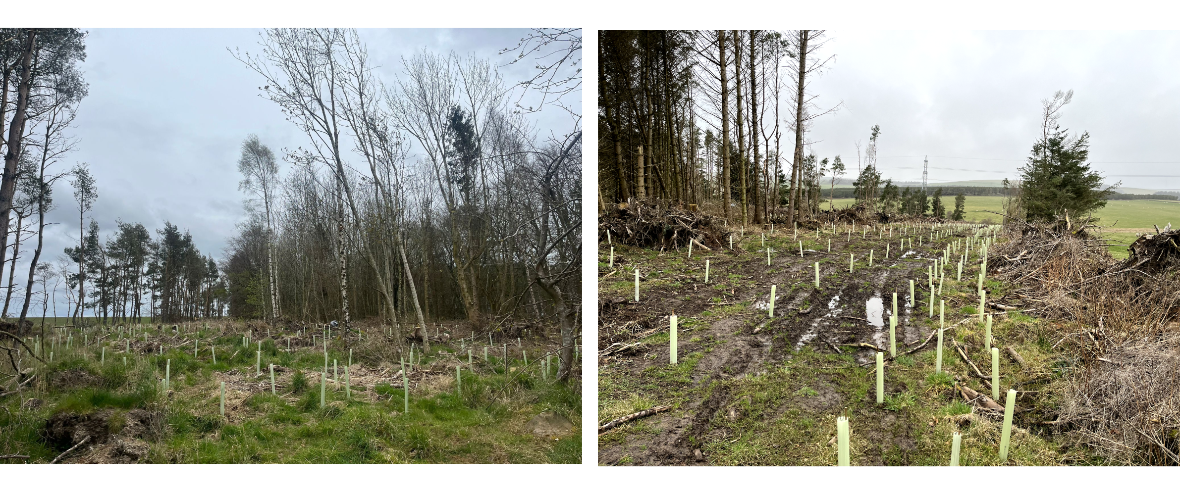 tree-planting-scotland