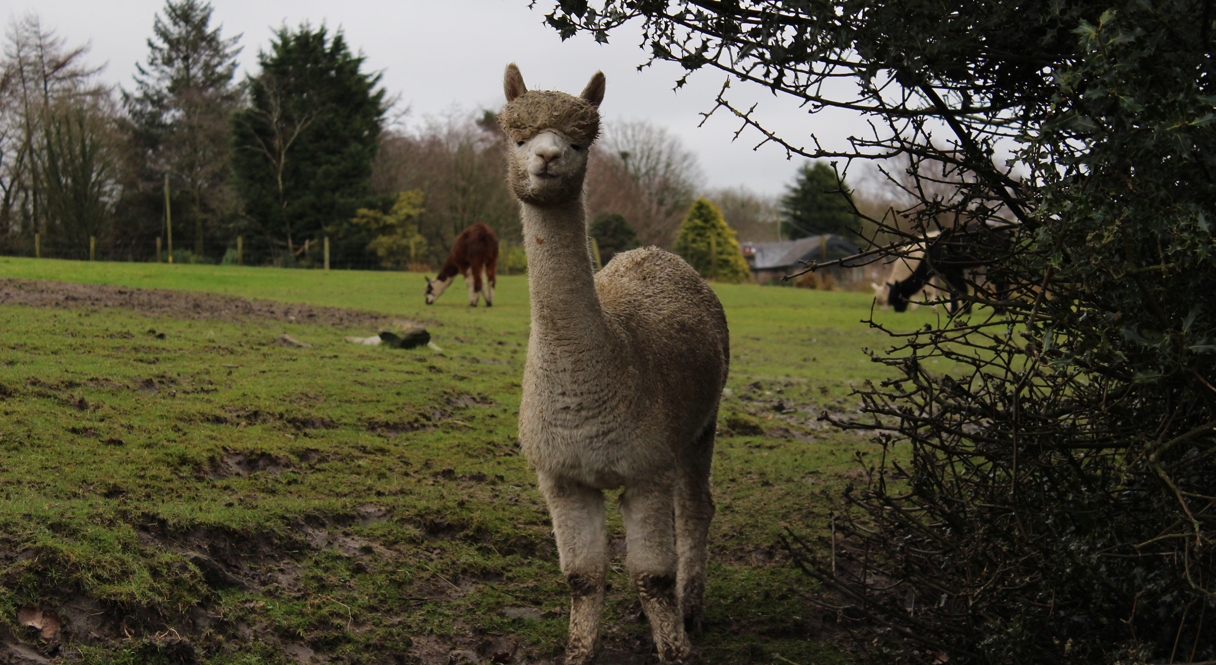 Corporate_tree_planting_with_Treeapp