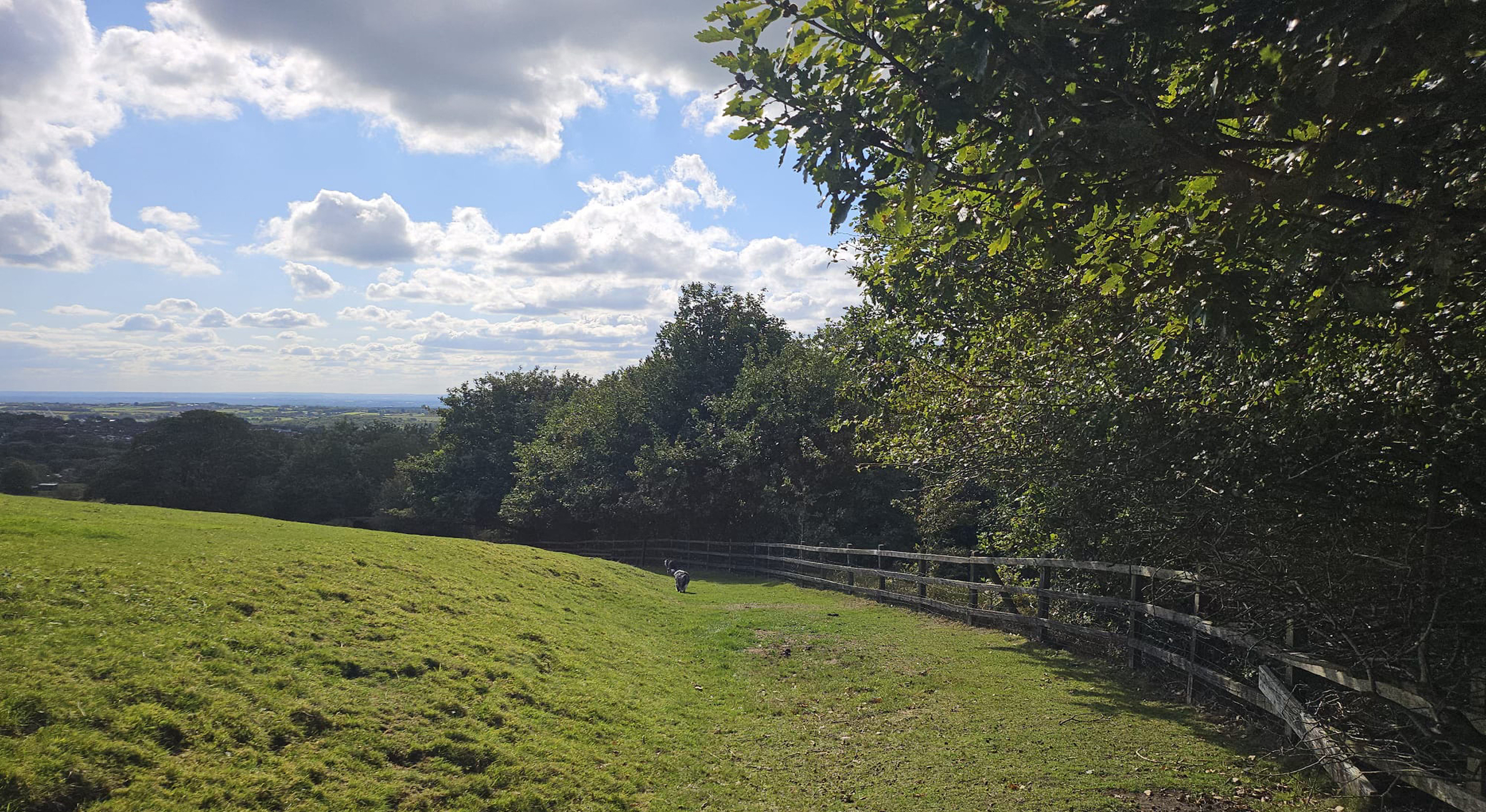 Tree_Planting_for_businesses_with_Treeapp