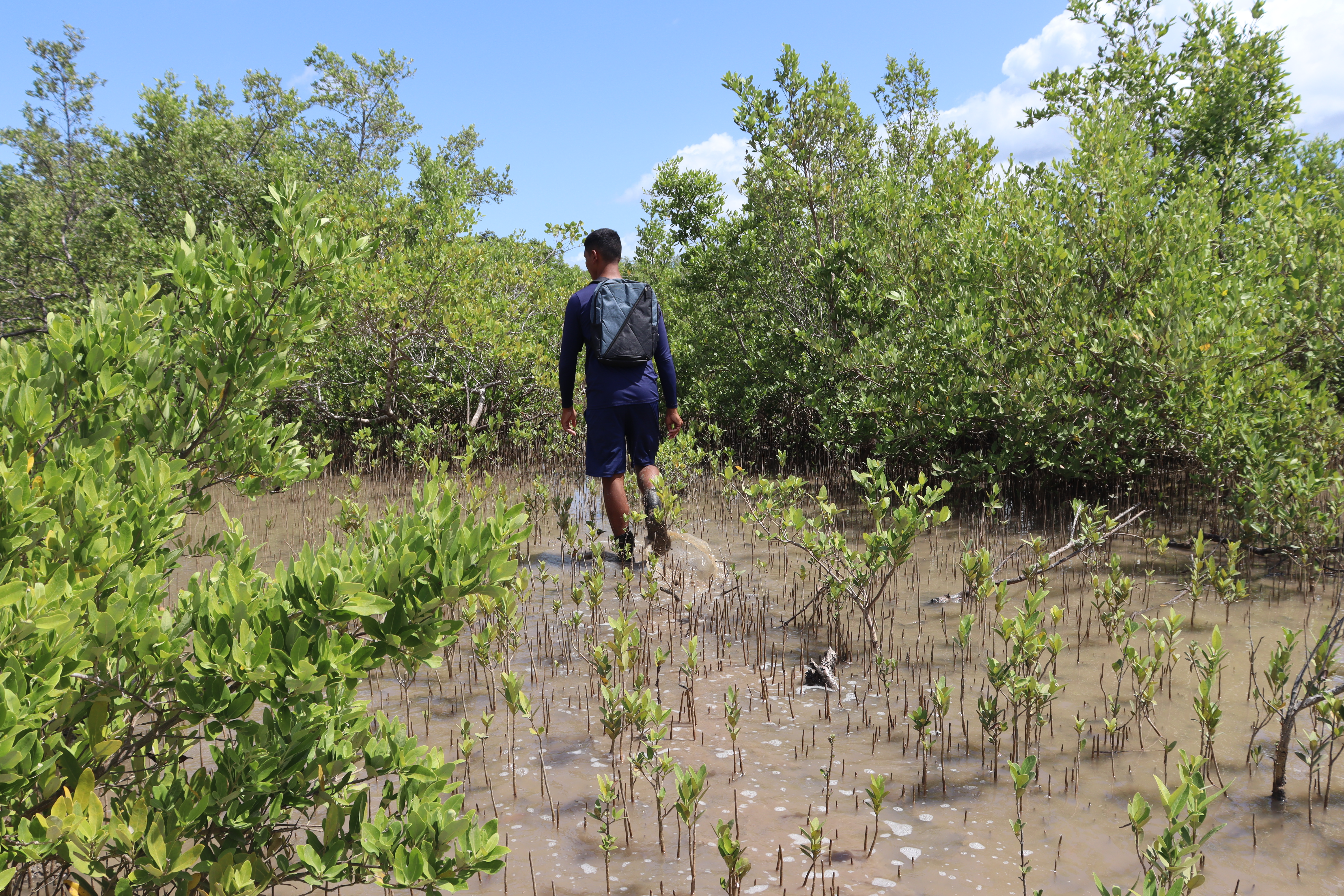 Brazil_treeapp_planting_site