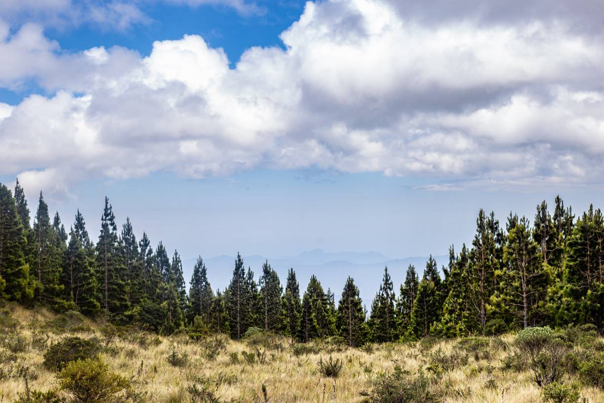 Photo: Our tree planting site in Peru