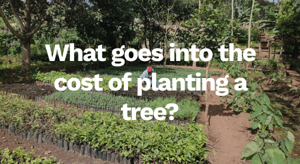 What goes into the cost of planting a tree?