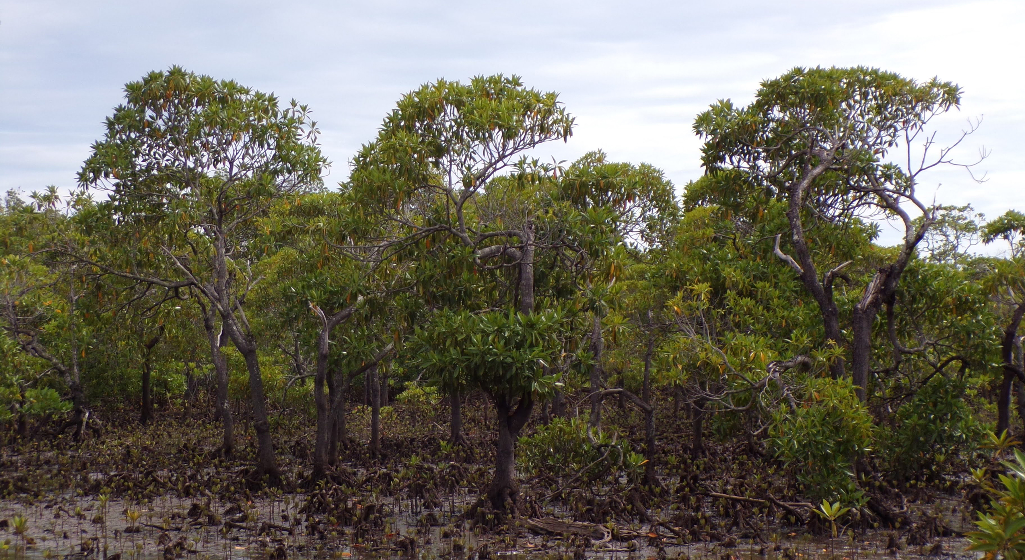 Treeapp-planting-site-in-madagascar