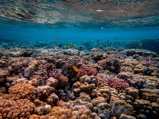 Coral reef restoration