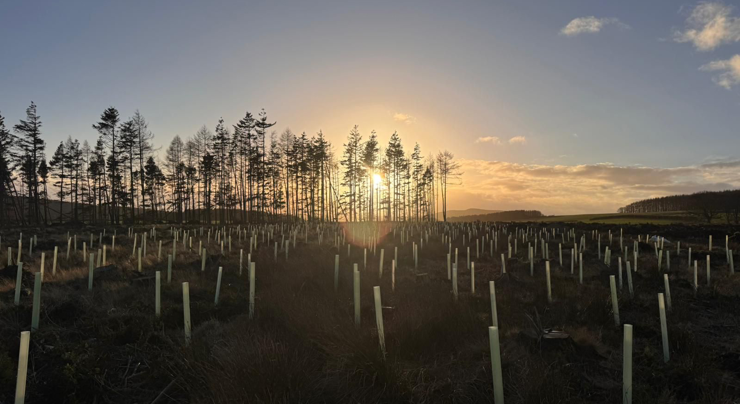 UK-corporate-tree-planting
