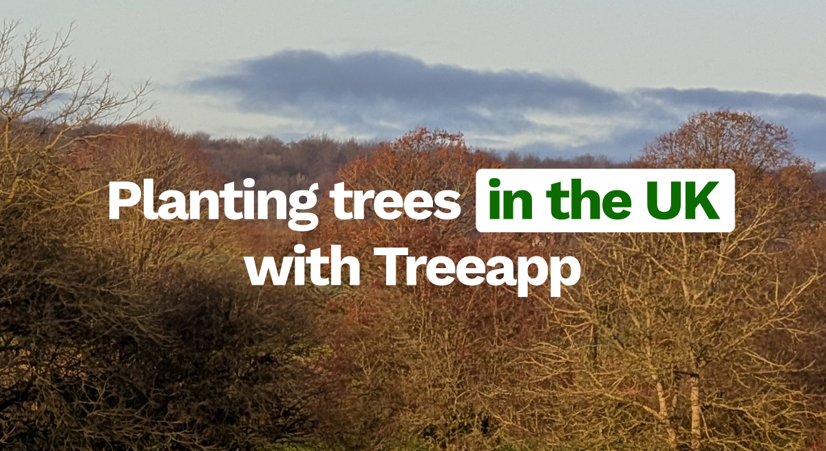 Tree planting companies that plant in the UK: what to look for and how Treeapp does it