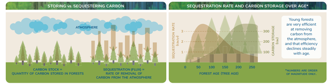 Treeapp how much carbon does one tree absorb