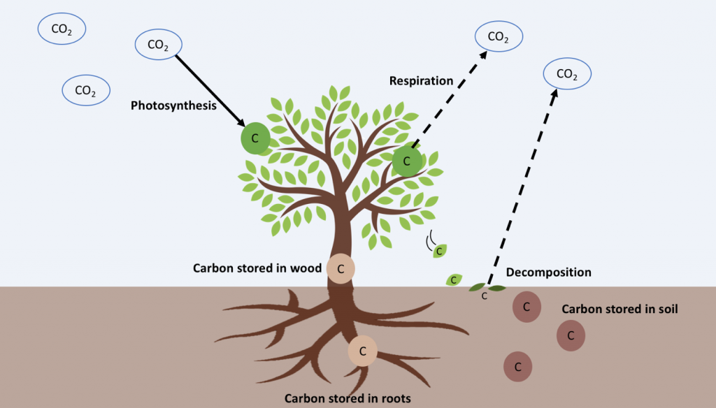 Tree planting widget